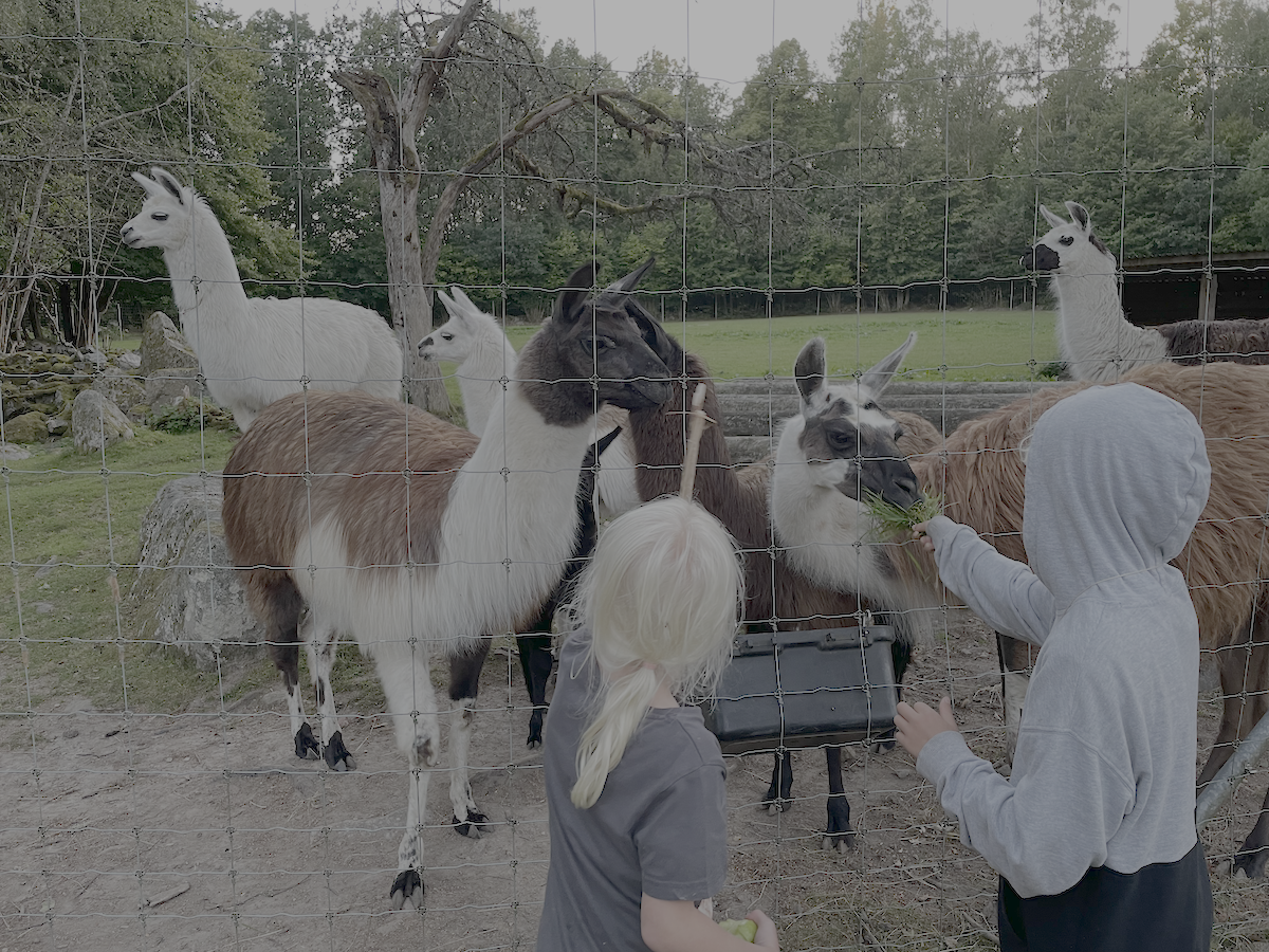 Barn som matar lamadjur