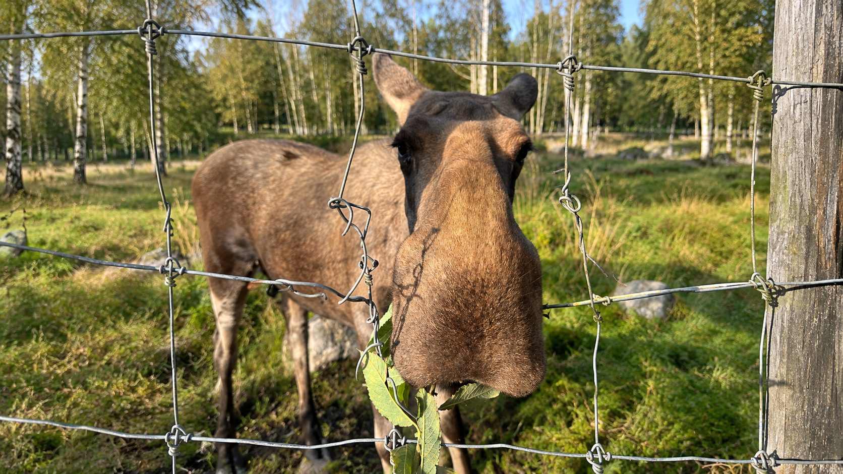 Älg i hägnet